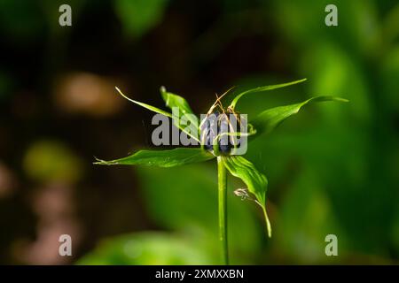 Sehr giftige Pflanze Rabenauge vierblättrige Paris quadrifolia auch bekannt, Beere oder True Lovers Knot wächst in der Wildnis in einem Wald. Stockfoto