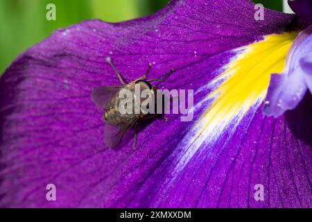 Buntes Makrobild einer Pferdefliege (Tabanus lineola), auch bekannt als „grüner Kopf“, die im Sommer auf einer leuchtend violetten Irisblume ruht. Stockfoto