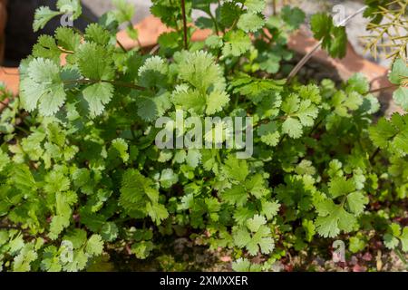 Frische Korianderpflanzen, die im Topf wachsen Stockfoto