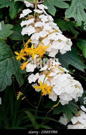 Hortensie Quercifolia Schneekönigin, Eichenblatt, Hortensie, Hortensie. Crocosmia George Davison, Iridaceae. Stockfoto