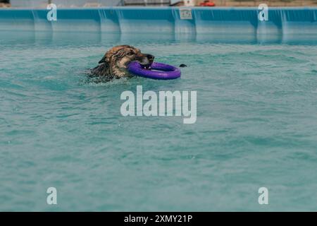 Hund in der Luft bereit, ein Spielzeug zu fangen, während Dock Tauchen in einen Pool. Hochwertige Fotos Stockfoto