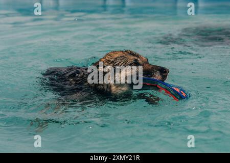 Hund in der Luft bereit, ein Spielzeug zu fangen, während Dock Tauchen in einen Pool. Hochwertige Fotos Stockfoto