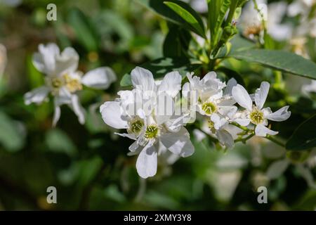 Exochorda racemosa Schneeberg weiß blühender Sträucher, Zierpflanze in Blüte, grüne Blätter an Zweigen Stockfoto