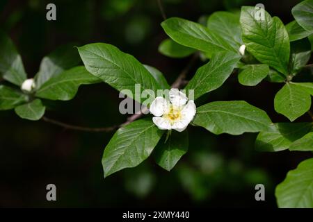 Weiße Blüten und Blätter des japanischen Loquatbaums eriobotrya japonica Stockfoto