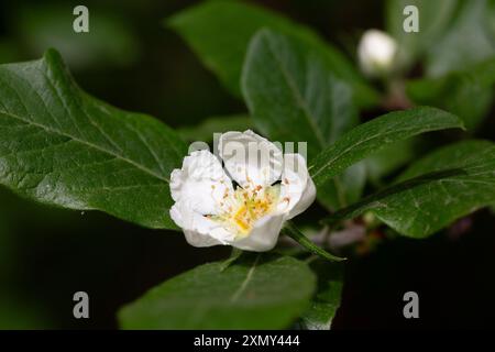 Weiße Blüten und Blätter des japanischen Loquatbaums eriobotrya japonica Stockfoto