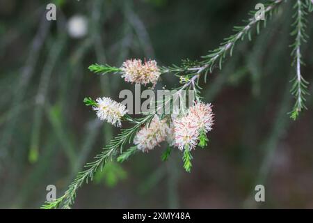 Einheimische gelbe Blüten auf einer Melaleucas-Pflanze im Busch in tasmanien Stockfoto