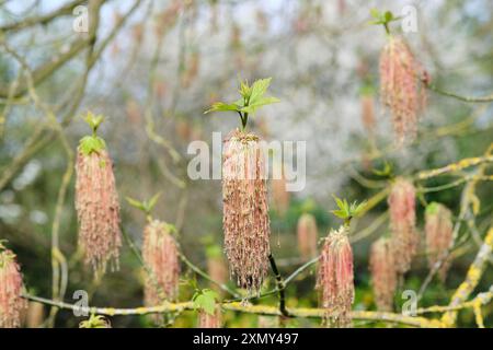 Boxelder Maple Tree, Acer Negundo, mit männlichen Frühlingsblüten und neuen grünen, gefiederten Blättern, Großbritannien. Stockfoto