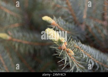 Fichtenzweige auf grünem Hintergrund. Die blaue Fichte, die grüne Fichte, die weiße Fichte. Picea Abies. Nahaufnahme eines Kiefernzweigs im Frühjahr. Stockfoto