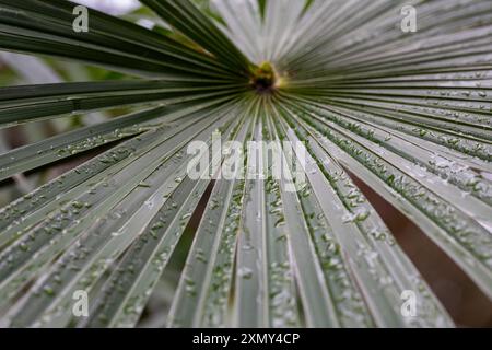 Chamaerops humilis Palm stammt aus der iberischen Halbinsel. Palmblätter in Tropfen Regen im Frühling. Stockfoto