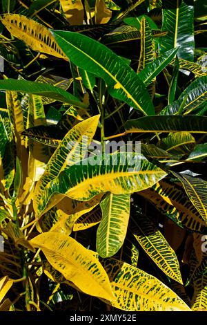 Grüne und gelbe Croton (Codiaeum variegatum 'Harvest Moon') im Garten Stockfoto