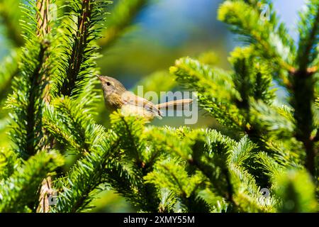 Gelbbbäuchiger Buschräucher, der auf einem Baum im Taiwan-Wald thront Stockfoto