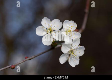 Prunus cerasus blühende Baumblumen, eine Gruppe wunderschöner weißer Blüten tart Zwerg Kirschblüten in Blüte. Gartenobstbaum mit Blütenblüten Stockfoto