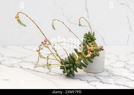 Pachyphytum Compactum schöne Pflanze im keramischen Dekotopf Stockfoto