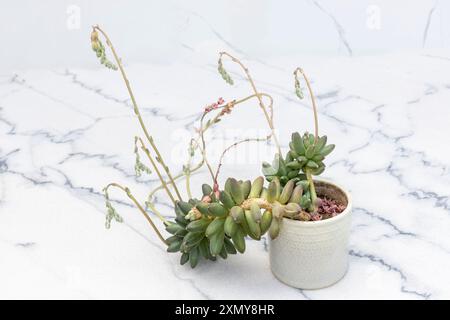 Pachyphytum Compactum kleines Juwel schöne Pflanze Stockfoto