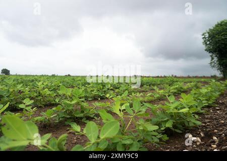 Tauchen Sie ein in die Ruhe der Landschaft, während Sie die ruhige Landschaft genießen. Grün geschnittene Reihen erstrecken sich in Richtung imposanter Natur Stockfoto
