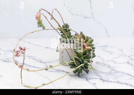 Pachyphytum Compactum wunderschöner Sukkulent in einem Keramiktopf auf Marmorboden Stockfoto