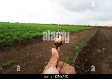 Ein Nahaufnahme-Foto, das die Essenz der Landwirtschaft mit frischen Zwiebelpflanzen aus nährstoffreichem Boden zeigt. Im Hintergrund wird ein expansiver Betrieb angezeigt Stockfoto