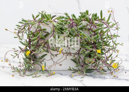 Schöne hängende, saftige Rubinhalskette in einem weißen Keramiktopf Stockfoto