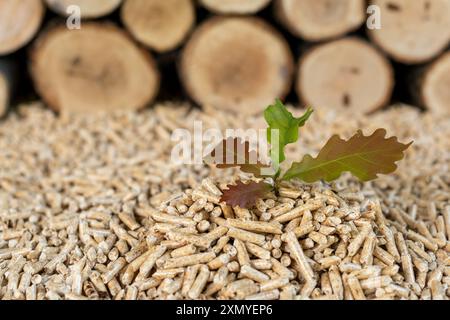 Ein Stapel hochwertiger Eichenpellets vor einer Holzwand. Stockfoto