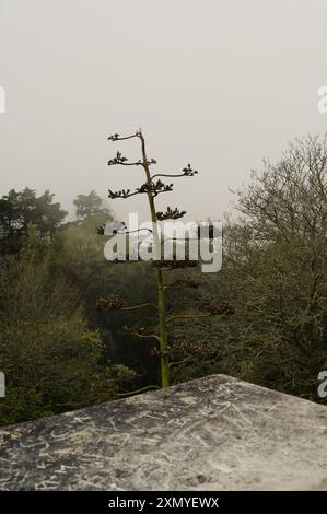 Eine einsame Agavenpflanze reicht bis zum nebeligen Himmel auf dem Gelände des Pena-Palastes, hoch im umliegenden Grün Stockfoto
