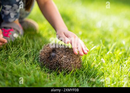 Die Hand eines kleinen Kindes streichelt einen schlafenden Igel auf dem Gras Stockfoto