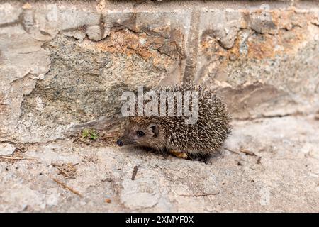 Ein kleiner Igel läuft vor einem Steinzaun. Profilansicht des Igels. Stockfoto