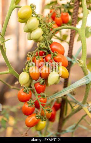 Teil einer Kirschtomatenpflanze - reif und grün, in der Sonne gebadet Stockfoto