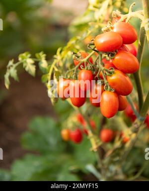 Teil einer Kirschtomatenpflanze - reif und grün, in der Sonne gebadet Stockfoto