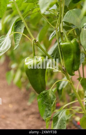Teil einer Pfefferpflanze mit Blättern und Früchten. Stockfoto