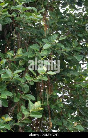 Tauchen Sie ein in die Pracht der Natur mit diesem faszinierenden Schnappschuss eines grünen Baumes, dessen Äste wie ein Meisterwerk von n ausragen Stockfoto