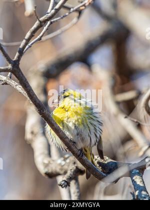 Eurasisches Siskin-Männchen, lateinischer Name spinus spinus, sitzend auf einem Ast eines Baumes. Niedlicher kleiner gelber singbird. Vögel in der Tierwelt. Stockfoto