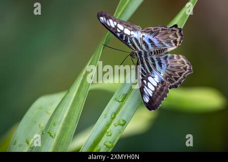 Ein Clipper Schmetterling im Cockrell Butterfly Center Stockfoto