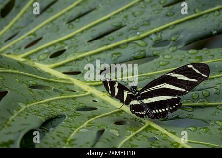Ein Zebra Longwing im Cockrell Butterfly Center Stockfoto