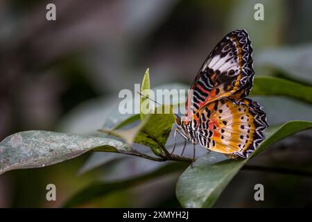 Leopardenschnürung, männlich, Cethosia Cyane im Cockrell Butterfly Center Stockfoto