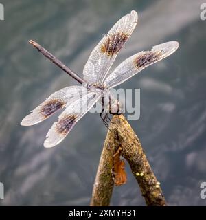 Vierfleckiger Pennant, Brachymesia gravida Stockfoto