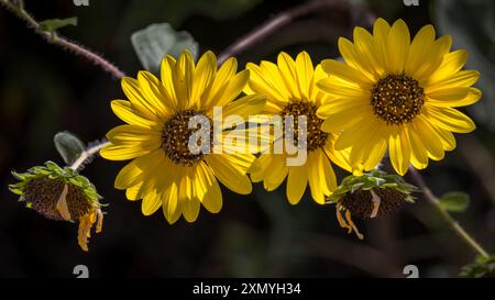 Gemeinsame Sonnenblume, Helianthus annuus Stockfoto