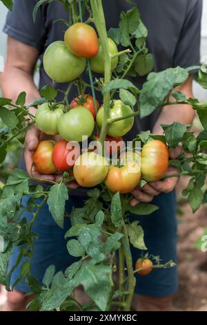 Ein Bauer hält grüne und rote Früchte einer Tomate in den Händen, die in einem Gewächshaus angebaut und von der Sonne beleuchtet werden. Stockfoto