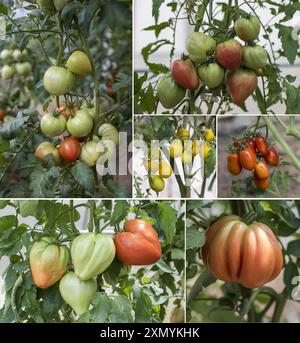 Verschiedene Tomatenpflanzen mit grünen roten, gelben und rosa Früchten Stockfoto