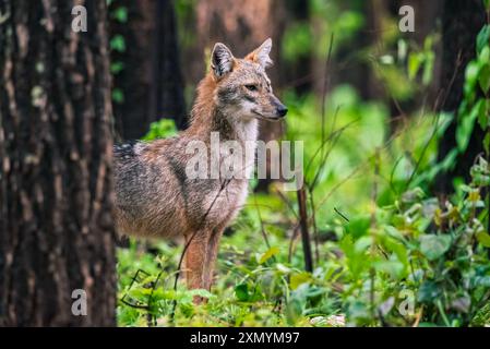 Thailändische Landtiere, Goldener Schakal, Canis aureus, Futterszene auf Wiese, Wildhundgeburtszene in der Natur. Bergtier im Lebensraum, Stockfoto