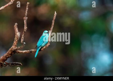 Verditer Fliegenfänger oder Eumyias thalassinus in Munsyari in Uttarakhand, Indien Stockfoto