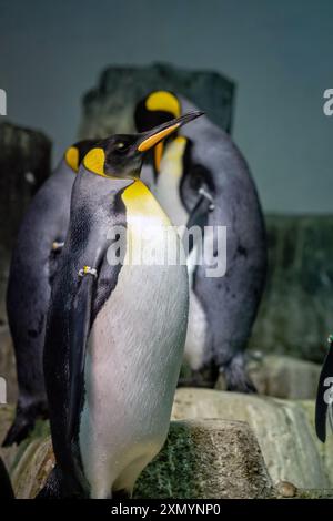 Königspinguine sammeln sich auf Felsen und interagieren in ihrer aquatischen Umgebung. Stockfoto