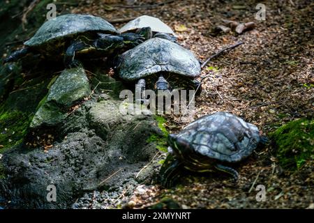 Schildkröten entspannen sich auf sonnengewärmten Felsen in der Nähe eines fließenden Baches im Wald. Stockfoto