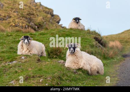 Schwarzgesichtsschafe wärmen ihren Körper in der frühen Morgensonne auf. Stockfoto