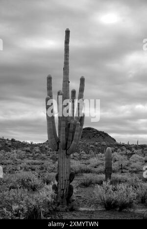 Die Sonora-Wüste im Infrarotbereich von Zentral-Arizona, USA, mit saguaro und Cholla-Kakteen Stockfoto