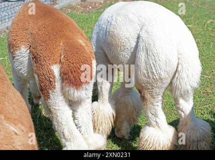 Niedliche Alpakas, die im Sommer auf der Farm Gras essen. Haustiere und Lamazucht. Woll- und Bekleidungsproduktion. Hochwertige Fotos Stockfoto