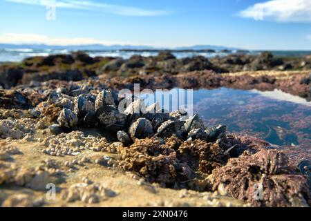 Muscheln Surround Tide Pool Botanical Beach BC. Runder Gezeitenpool, der in das felsige Schelfeige am Botanical Beach mit Muscheln an seinem Rand gehauen wurde. Nahe Por Stockfoto