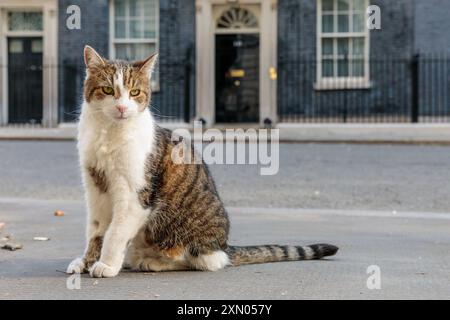 Downing Street, London, Großbritannien. 30. Juli 2024. Larry, braune und weiße Tabbykatze und Chief Mouser zum Kabinettsbüro, außerhalb der Downing Street 10. Quelle: Amanda Rose/Alamy Live News Stockfoto