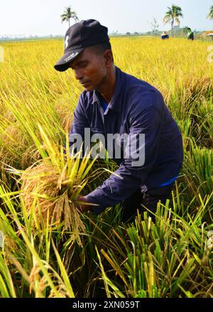 Malaysia 29/07/24 . Reis ist ein wichtiges Grundnahrungsmittel für fast die Hälfte der Weltbevölkerung. In Malaysia begann der Reis- und Reisanbau in den frühen 60er Jahren mit der Kleinanbaufläche, die später sprunghaft expandierte, bevor sie sich zu den wichtigsten Nahrungsmitteln des Landes entwickelte. Im Laufe der Jahrzehnte war das malaysische Reiserzeugungssystem unter verschiedenen Herausforderungen zu leiden, darunter extreme Witterungsbedingungen, schlechte Bodenfruchtbarkeit und Nährstoffmanagement, mangelndes Bewusstsein und Wissen der Landwirte, zögerliches Verhalten gegenüber genetisch veränderten Pflanzmaterialien und mangelnder Einsatz von Technologien Stockfoto