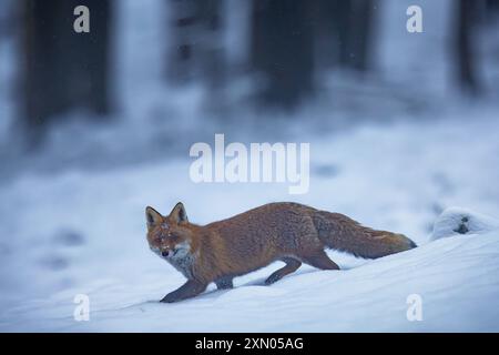 Im Tiefschnee ein Rotfuchs zieht im Neuschnee über die Lichtung *** im Tiefschnee überquert Ein Rotfuchs die Lichtung im Neuschnee Copyright: XBEAUTIFULxSPORTS/Rehbergx Stockfoto