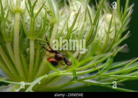 Die Napoleon-Spinne - Synema globosum, winzige schöne farbige Spinne aus europäischen Wiesen, Tschechien. Stockfoto